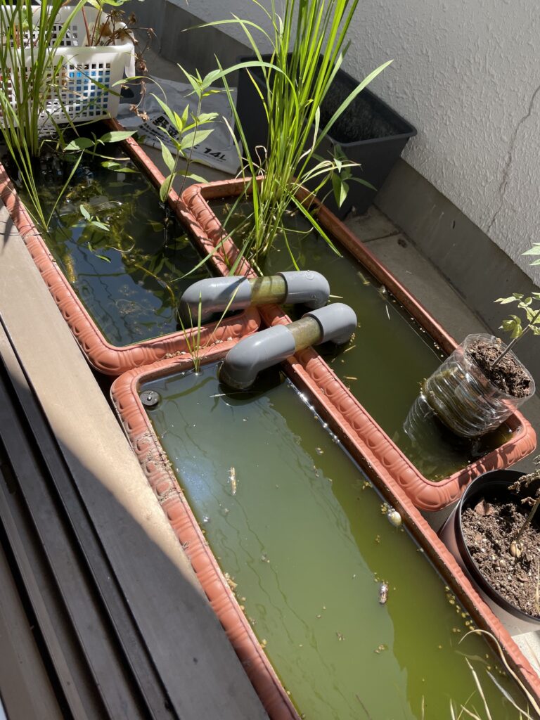 メダカビオトープ20250805