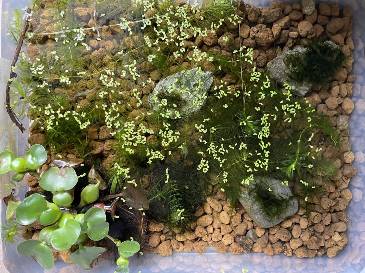 屋内越冬仕様2025